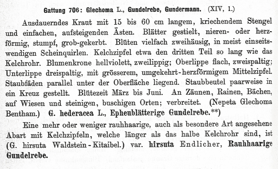 Gundermann