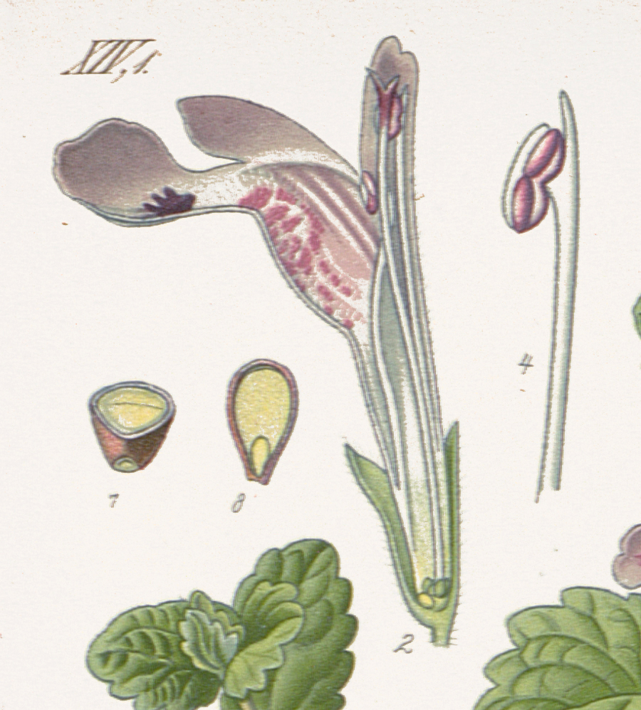 Gundermann