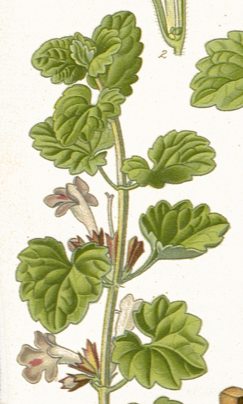 Gundermann