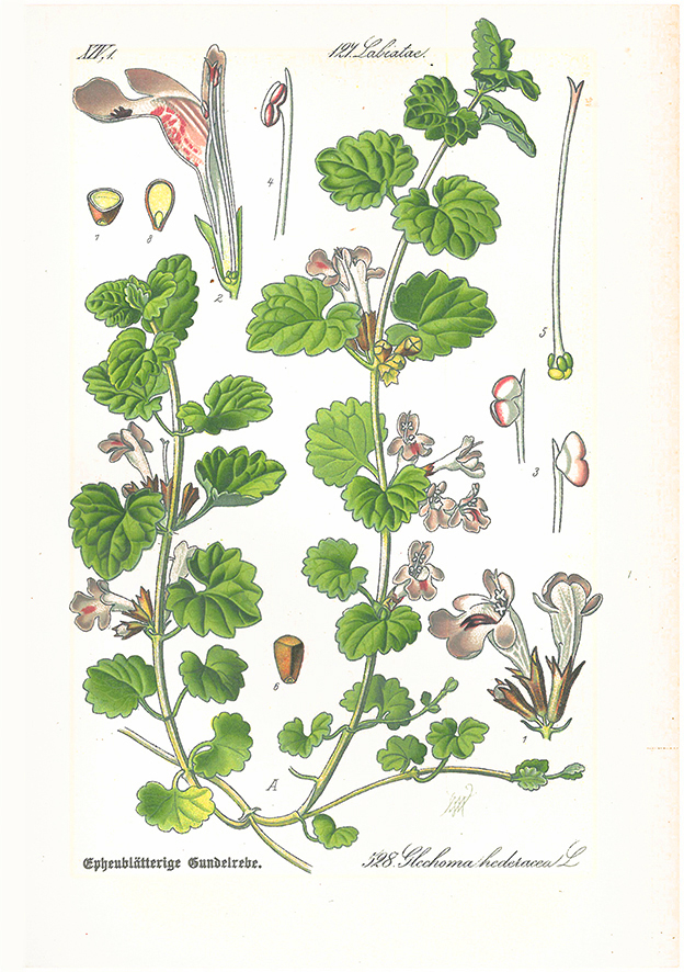 Gundermann