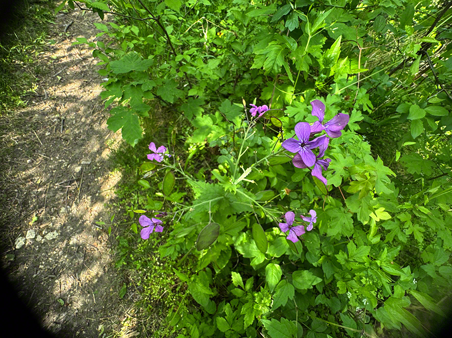 Mondviole