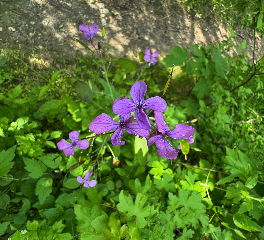 Mondviole