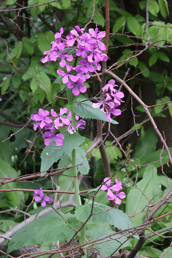 Mondviole