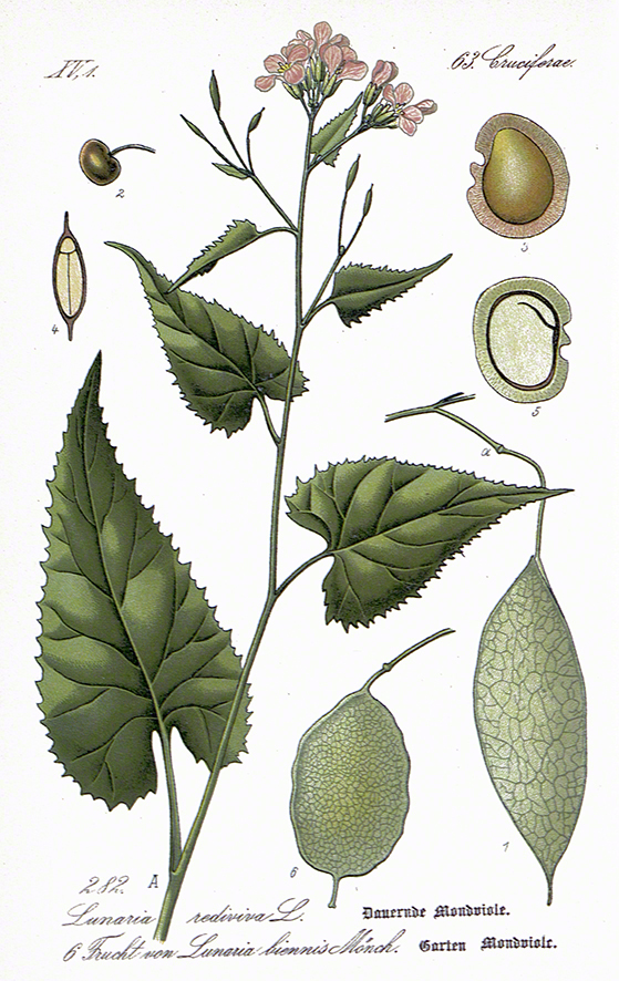 Mondviole