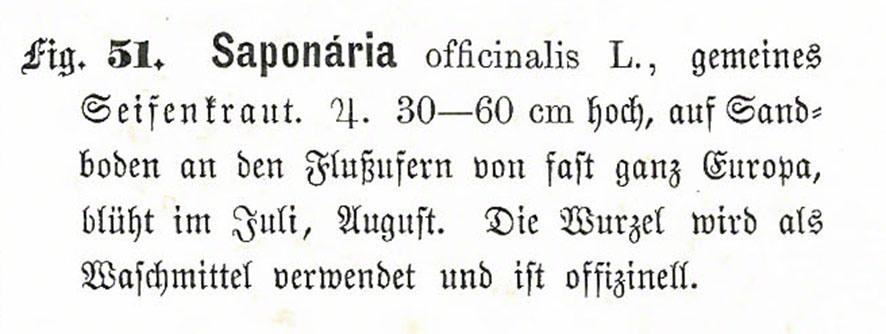 Seifenkraut