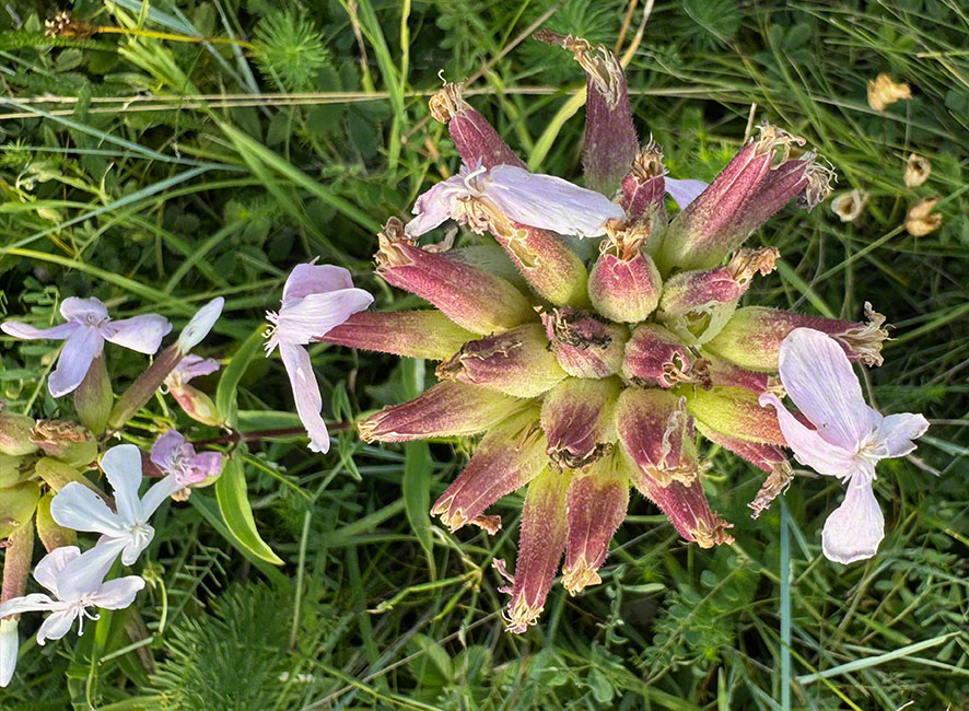 Seifenkraut