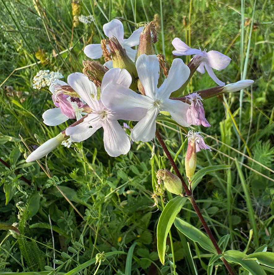 Seifenkraut