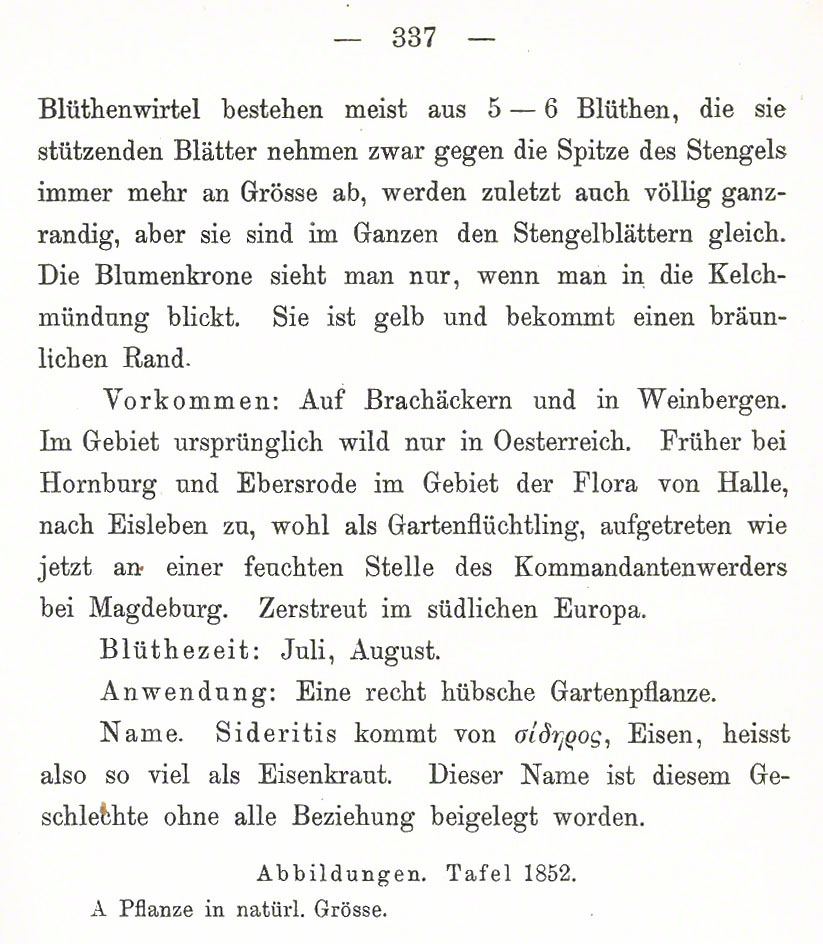 Berggliedkraut
