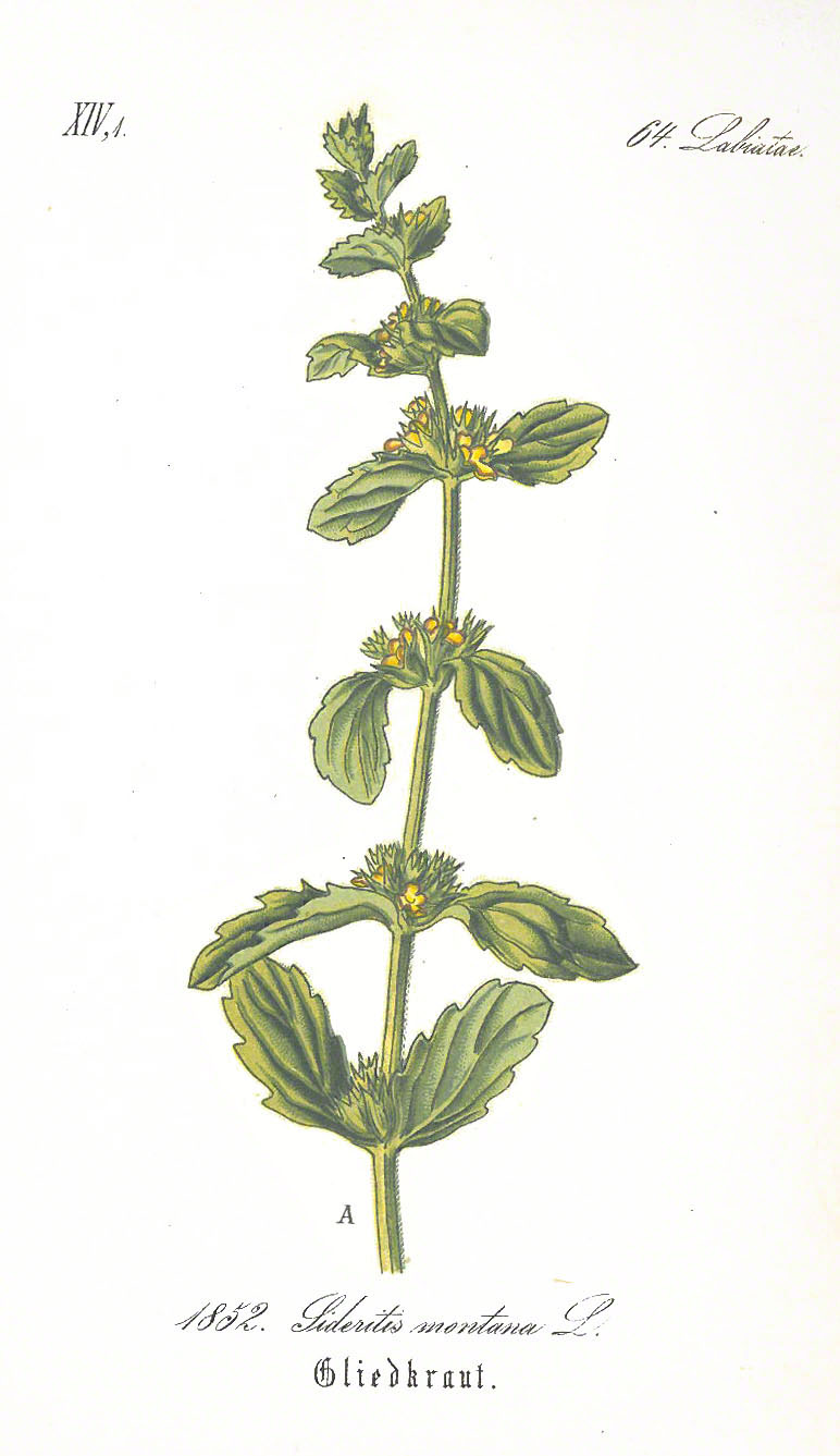 Berggliedkraut