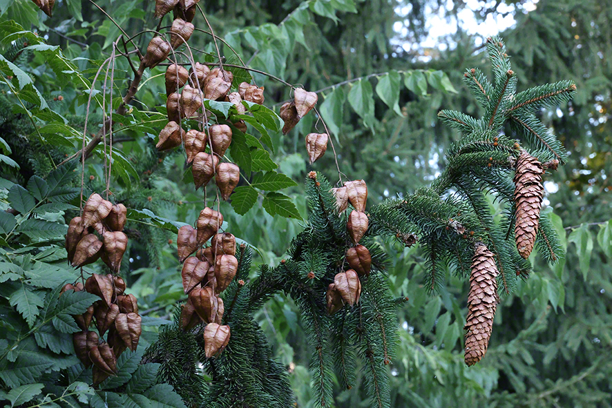 Blasenstrauch
