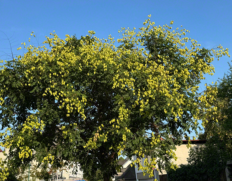 Blasenbaum