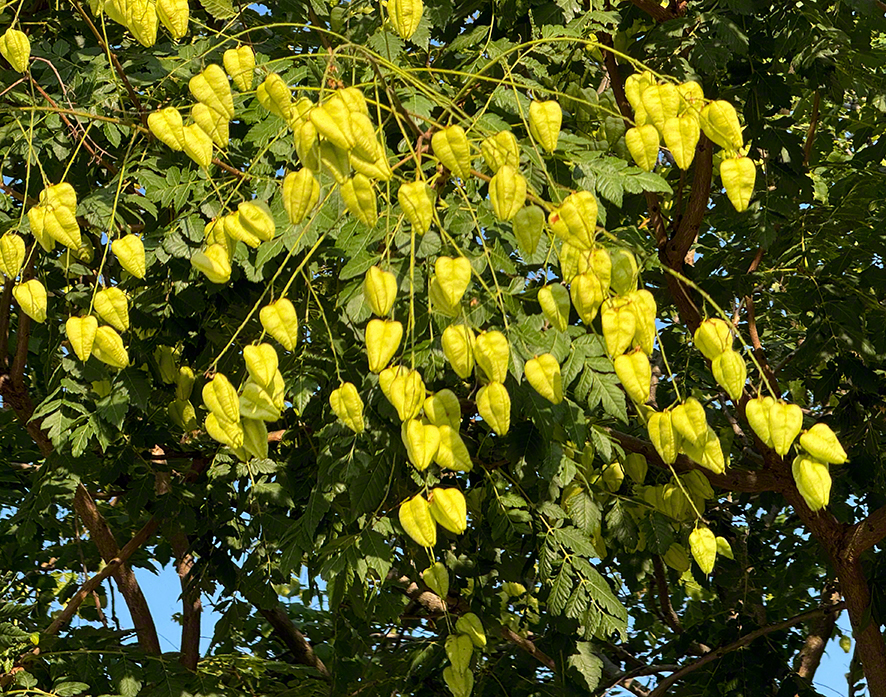 Blasenbaum