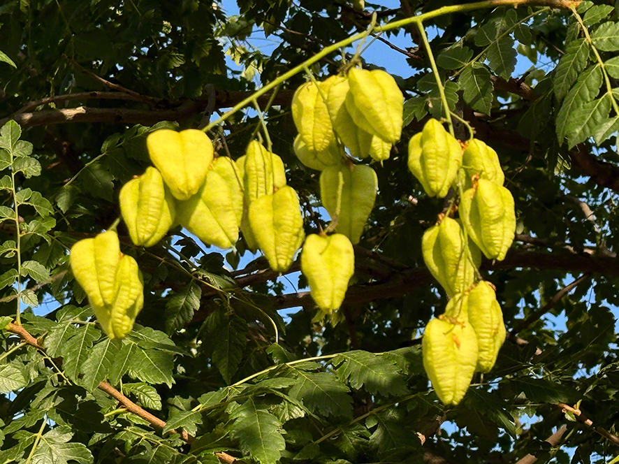 Blasenbaum