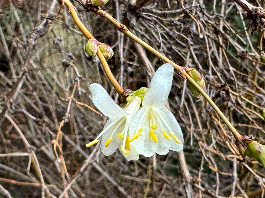 Winterheckenkirsche