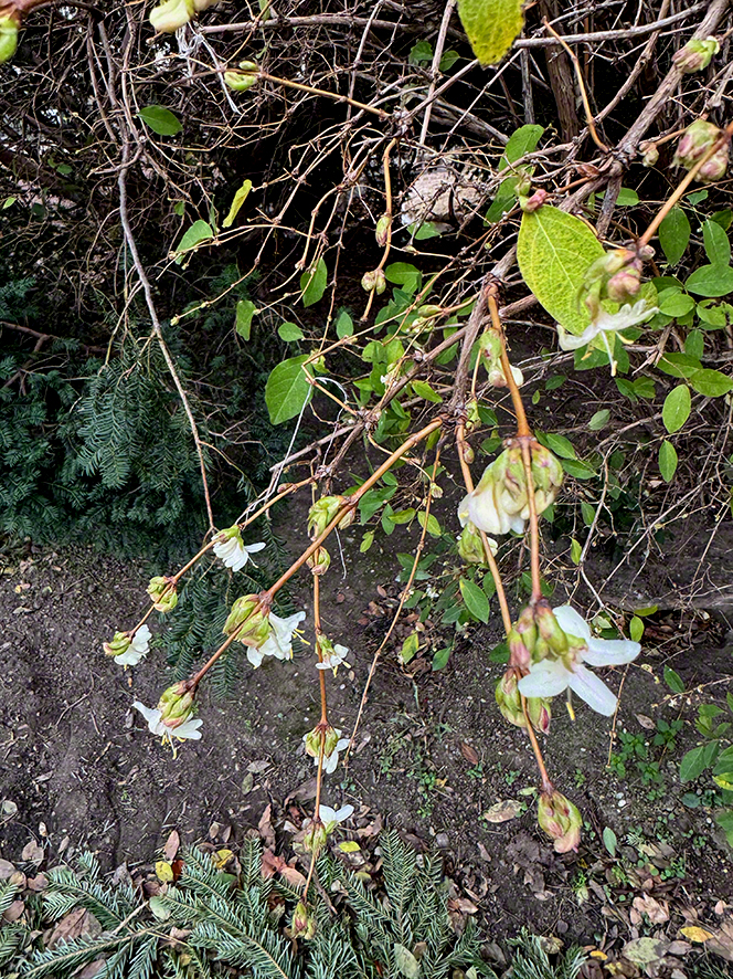 Winterheckenkirsche