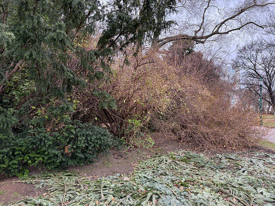 Winterheckenkirsche