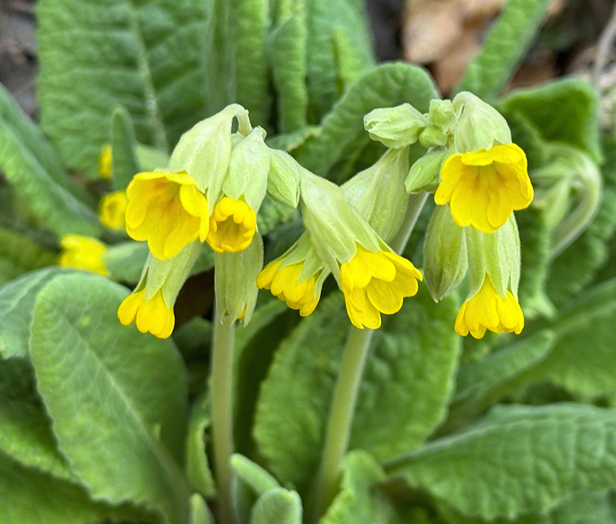 Schlüsselblume