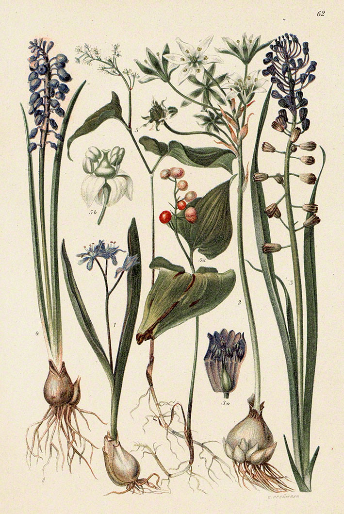 Muscari tenuiflorum