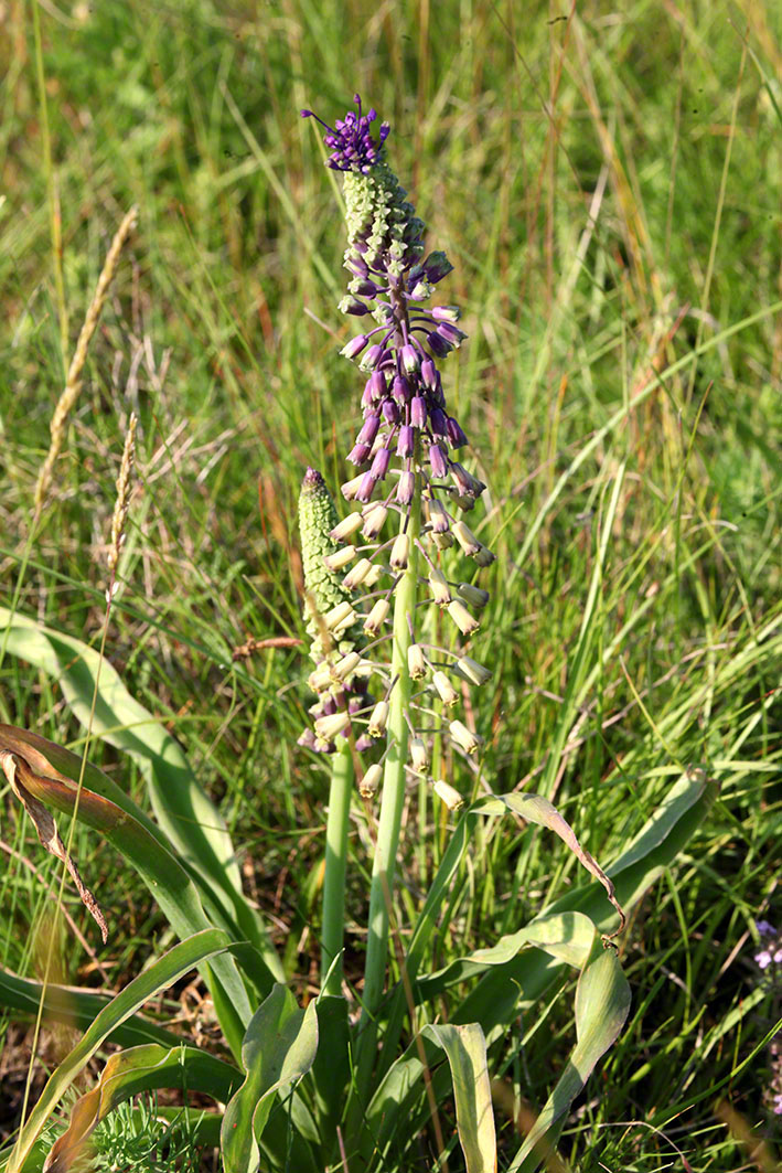 Muscari tenuiflorum