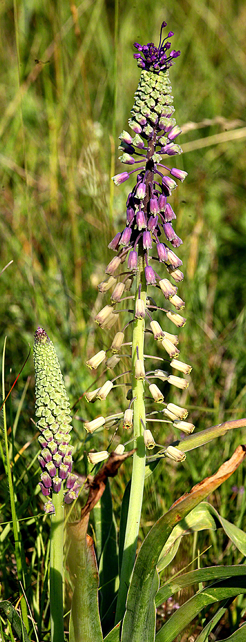 Muscari tenuiflorum