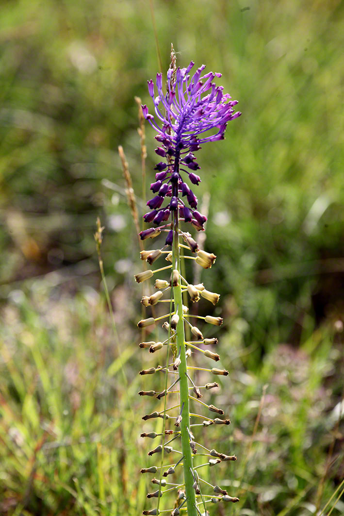 Muscari tenuiflorum