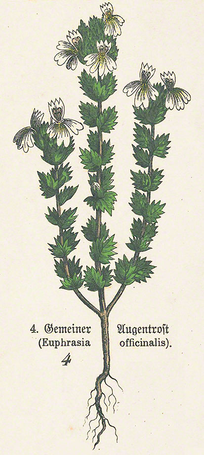 Augentrost