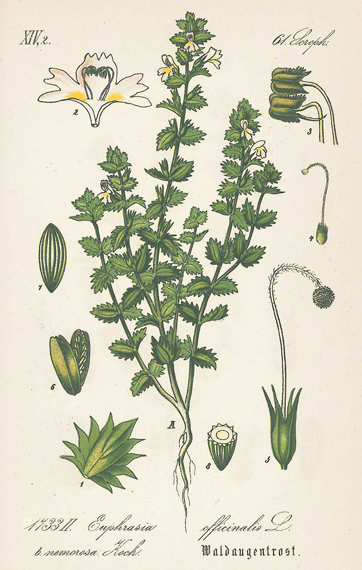 Augentrost