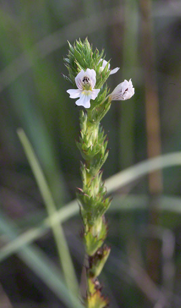 Steifer Augentrost (Euphrasia stricta)