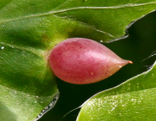 Buchengallmücke (Mikiola fagi)