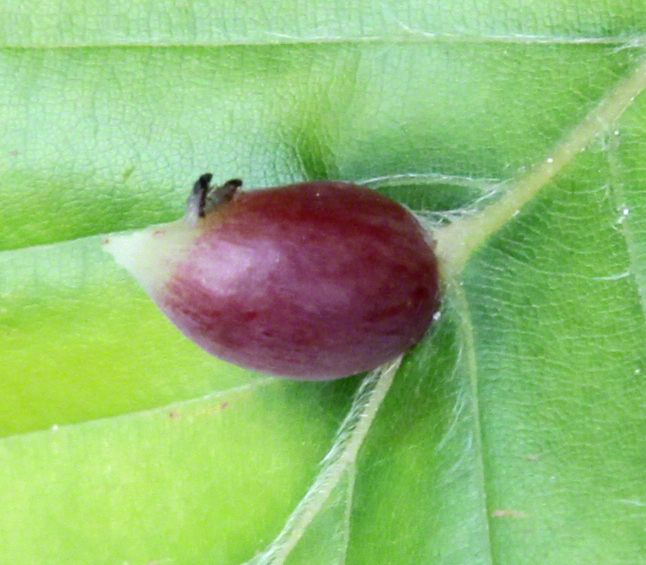 Buchengallmücke (Mikiola fagi)