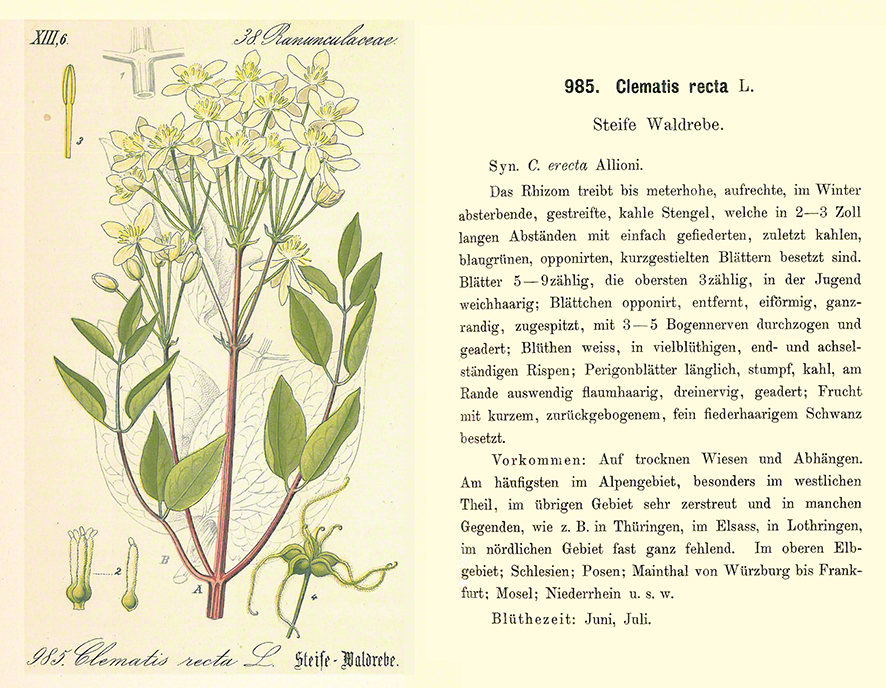 Aufrechte Waldrebe