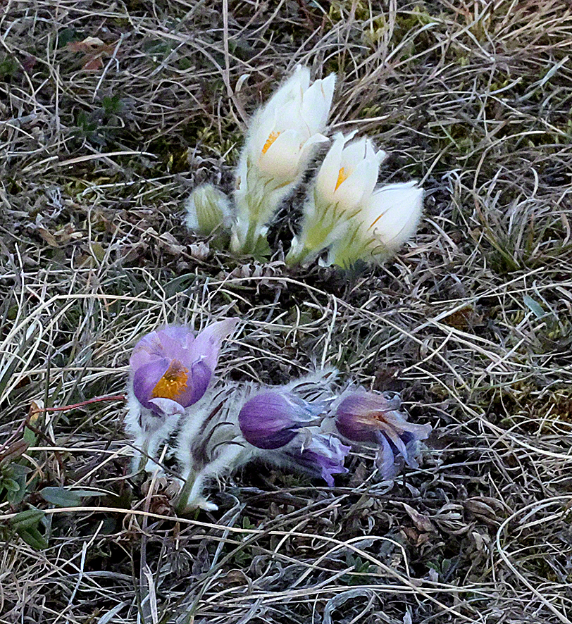 Pulsatilla