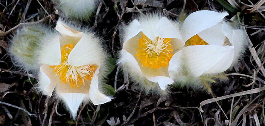 Pulsatilla