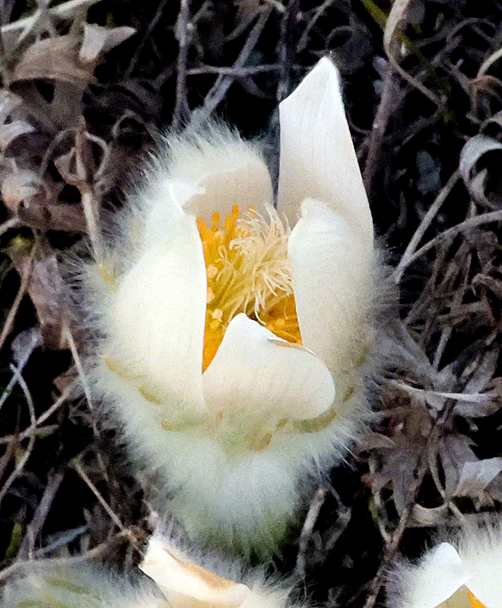 Pulsatilla