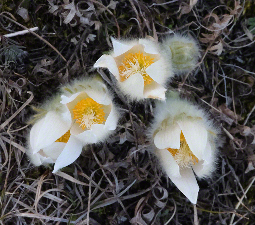 Pulsatilla