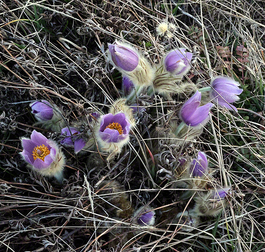 Pulsatilla