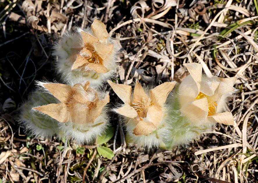 Pulsatilla