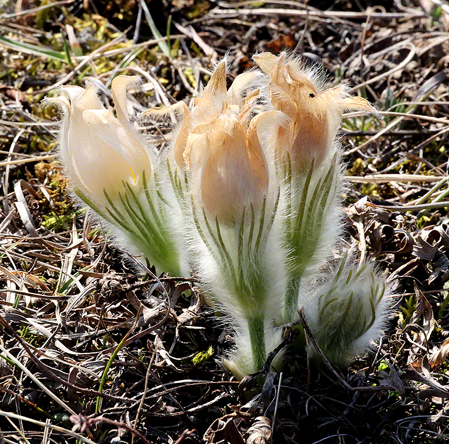 Pulsatilla