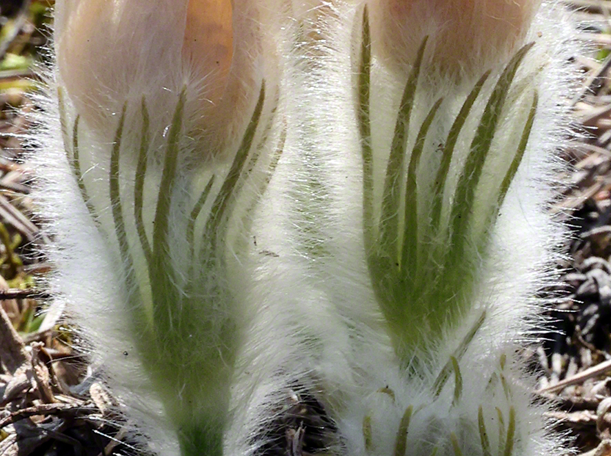 Pulsatilla