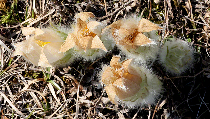 Pulsatilla