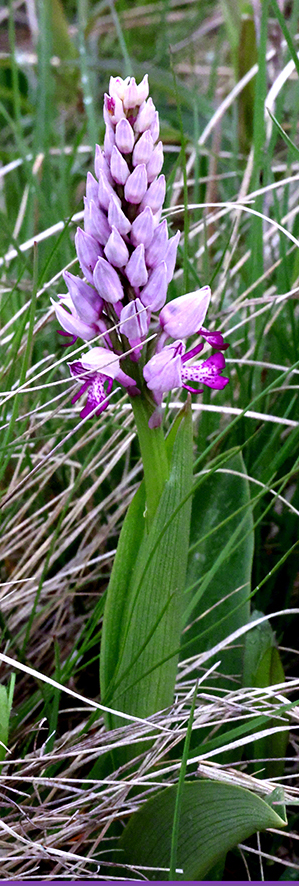 Helm-Knabenkraut - Orchis militaris