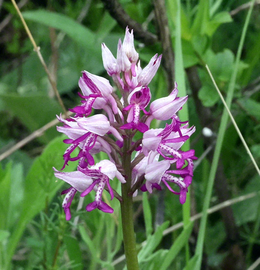 Helm-Knabenkraut - Orchis militaris