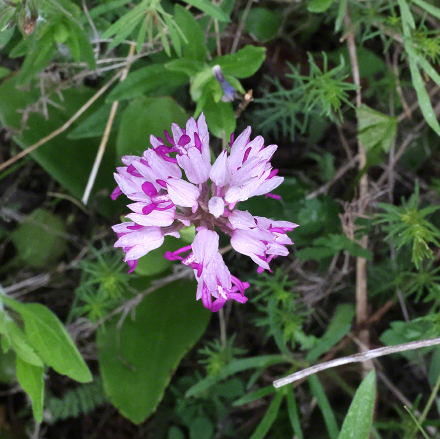 Helm-Knabenkraut - Orchis militaris