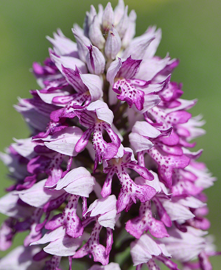 Helm-Knabenkraut - Orchis militaris