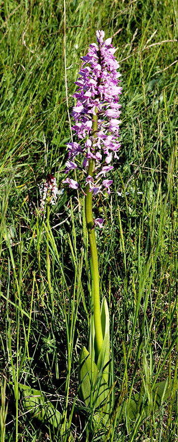 Helm-Knabenkraut - Orchis militaris