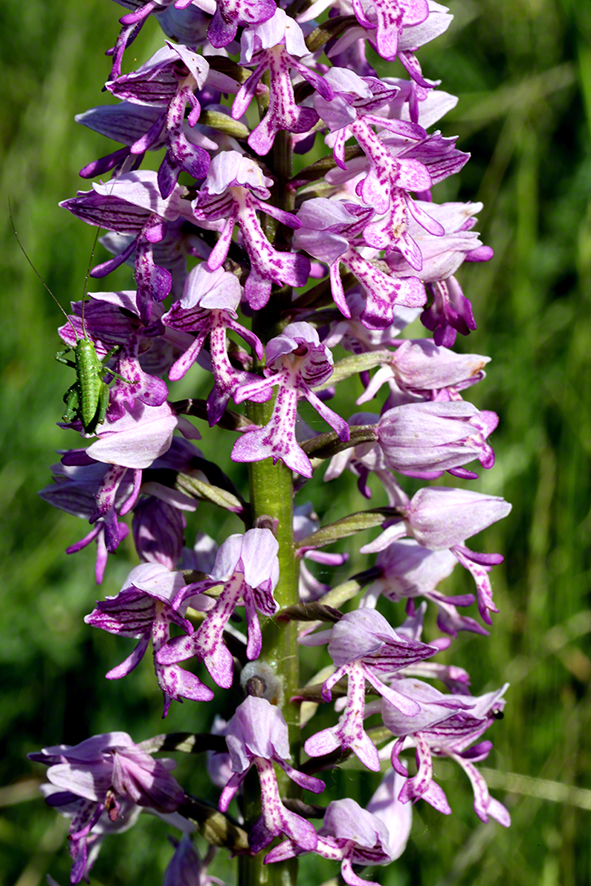 Helm-Knabenkraut - Orchis militaris