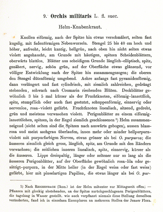 Schulze Helm-Knabenkraut - Orchis militaris
