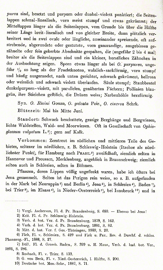 Schulze Helm-Knabenkraut - Orchis militaris