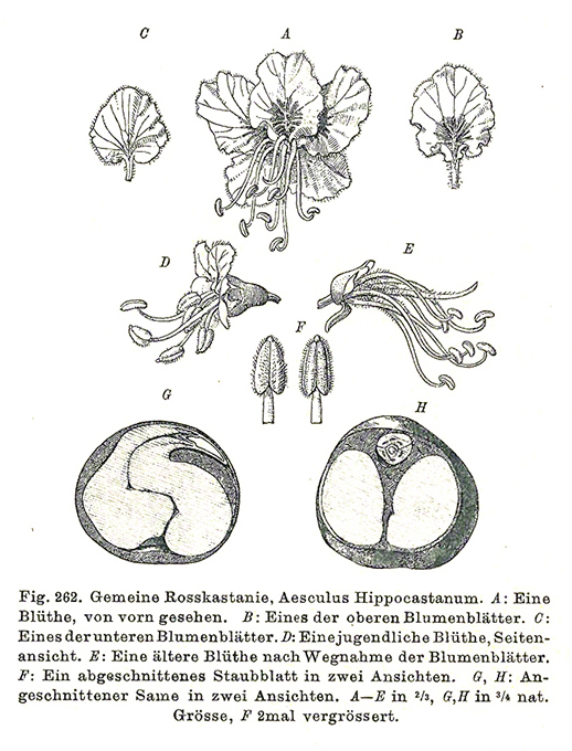 Hempel Rosskastanie