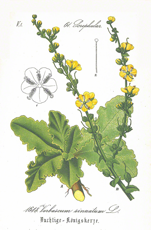 Königskerze